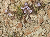 Wild flowers in Anza-Borrego, March 27, 2005 (P3270107)