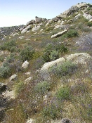 Wild flowers in Anza-Borrego, March 27, 2005 (P3270129)